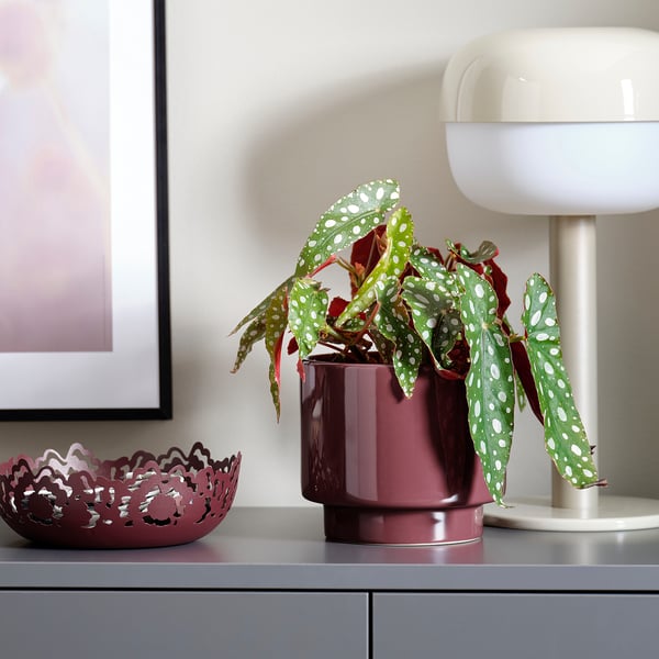 Vinröd DRAKFRUKT planteringskärl med glansig yta håller fläckig bladväxt, nära skål och lampa.