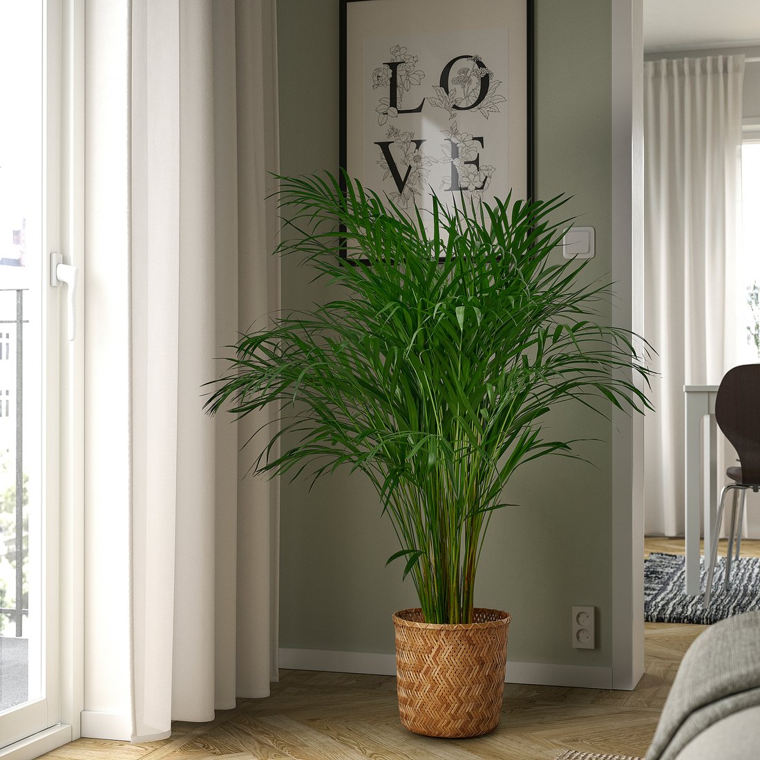 DYPSIS LUTESCENS krukväxt, Guldpalm, 21 cm IKEA