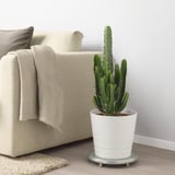 Stor kaktus i kruka bredvid beige soffa. Vit behållare på silverstativ, ger höjd. Modern minimalistisk design.