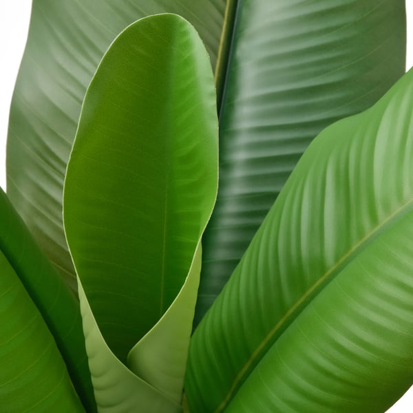 Stora gröna bananblad, levande och detaljerade, arrangerade i ett överlappande mönster, som visar upp ett högkvalitativt, verklighetstroget utseende.