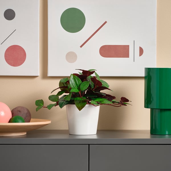 Modern inredning: vit växt, grön lampa, konst, fruktskål på beige vägg.