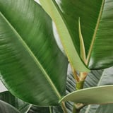 Stora, livfulla gröna blad från en FICUS ELASTICA ROBUSTA-växt som visar upp sin friska och robusta natur.