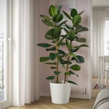 FICUS ELASTICA ROBUSTA Krukväxt, Fönsterfikus, 27 cm