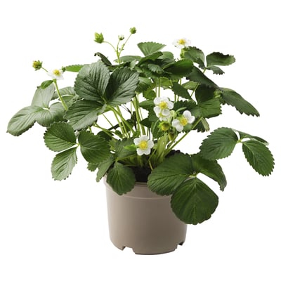Jordgubbsväxt i kruka med gröna blad och vita blommor.