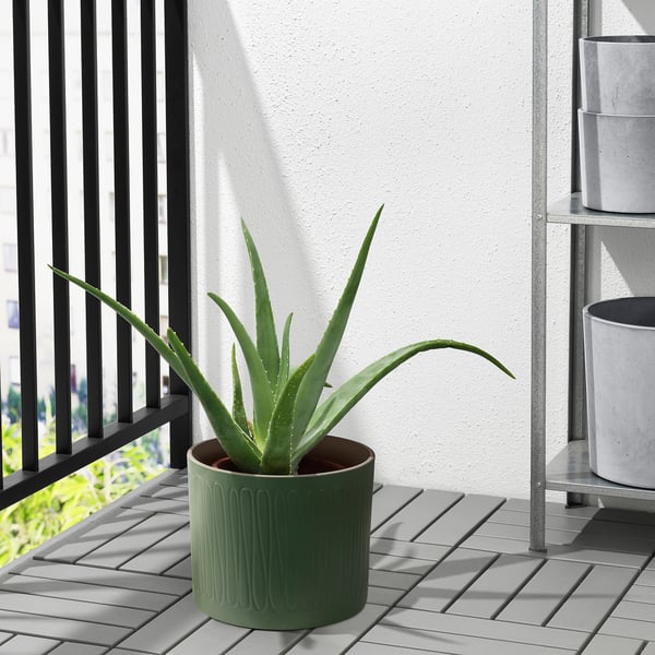 Balkong med aloe-växt.