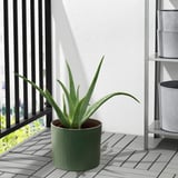 Balkong med aloe-växt.