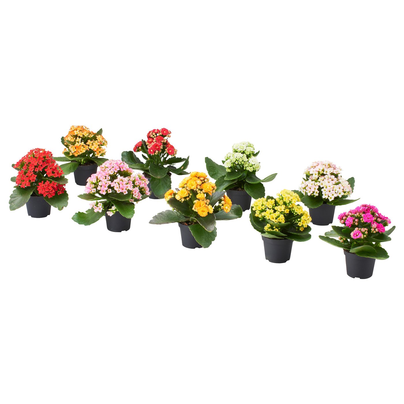 KALANCHOE