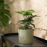 Plantera i bricka