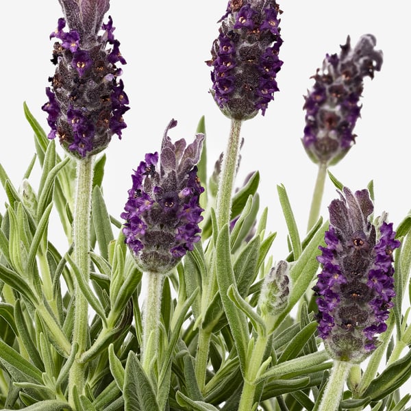 Livfulla lavendelväxter, fem stjälkar med täta lila blommor och frodiga gröna blad.