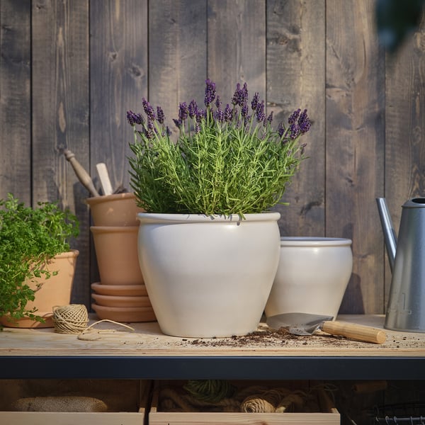 Stor vit keramisk plantering med lila lavendel på trähylla, omgiven av mindre krukor och trädgårdsredskap.