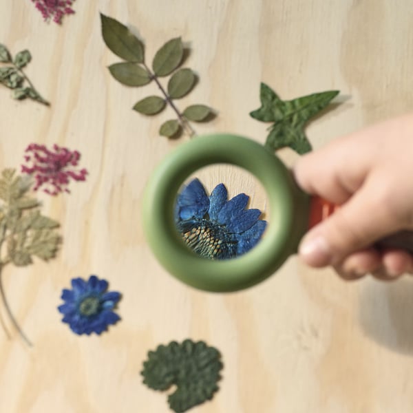 Barnhand med hjälp av en leksaks förstoringsglas för att undersöka ett blått blomblad på en träyta omgiven av olika blad och blommor.