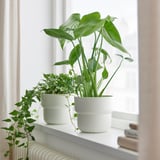 Två krukväxter av MONSTERA DELICIOSA på en fönsterbräda, frodiga gröna blad, vita krukor, mindre än närliggande böcker.
