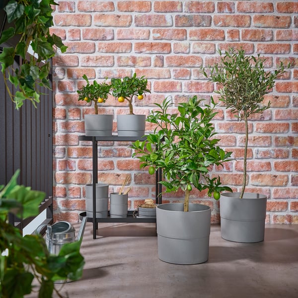 Modern uteplats med krukväxt OLEA EUROPAEA. Storlekarna varierar, stativ och vattenkanna. Eller uteplats med OLEA EUROPAEA i krukor. Storlekarna varierar, verktyg i närheten.