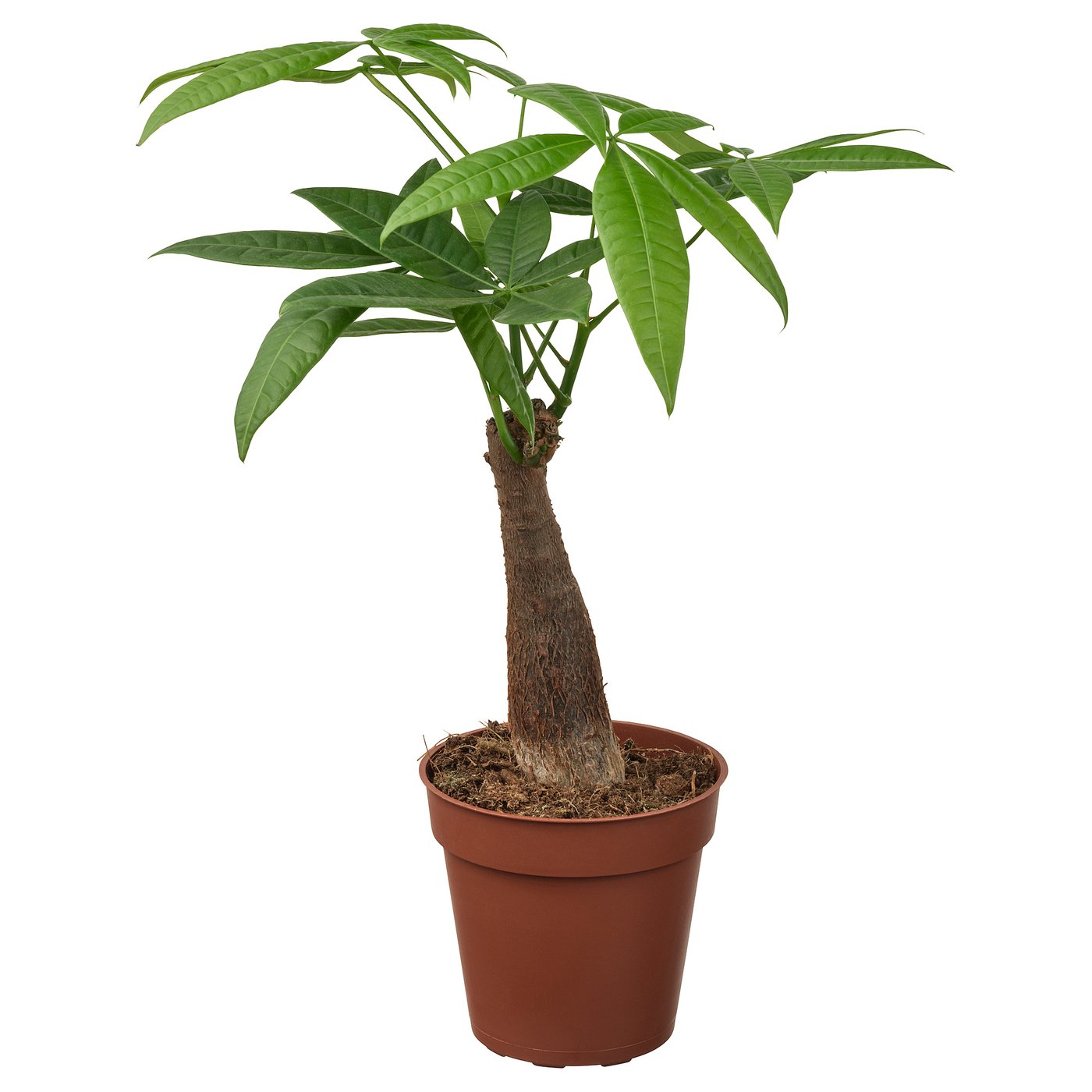 IKEA PACHIRA AQUATICA krukväxt, lyckokastanj, 9 cm