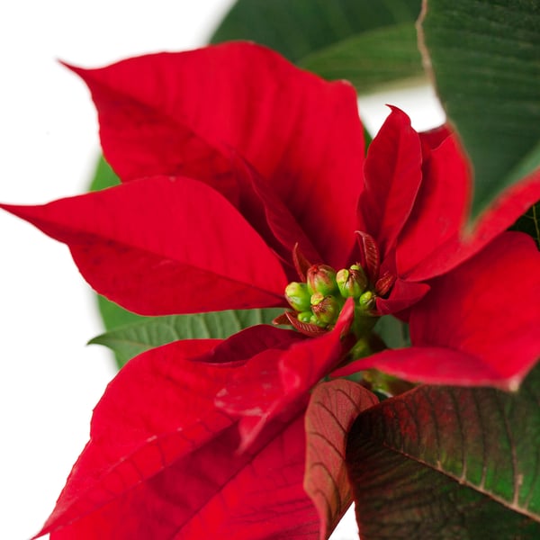 Ljusröd POINSETTIA-blomma med livfulla kronblad och grönt centrum, mot grönt bladverk och vit bakgrund.
