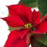 Ljusröd POINSETTIA-blomma med livfulla kronblad och grönt centrum, mot grönt bladverk och vit bakgrund.