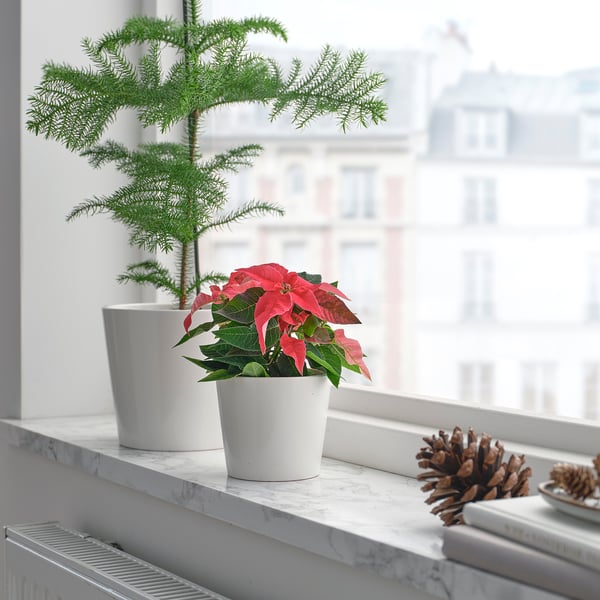 Röd julstjärna, kotte, böcker, utsikt över staden.
