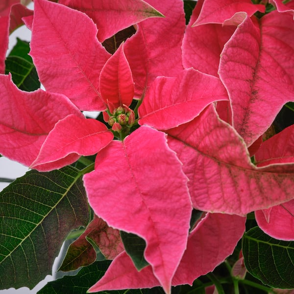 Ljusröda julstjärna blommor med mörkgröna blad, friska och livfulla, placerade mot en vit bakgrund.