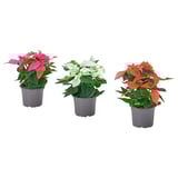 Tre julstjärnor i kruka i rosa, vitt och rött, var och en i grå plastkrukor, arrangerade på rad.