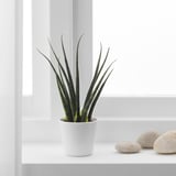 Krukväxt SANSEVIERIA nära fönstret med stenar, höga gröna randiga blad.