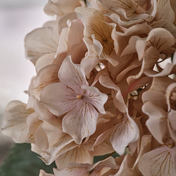 SMYCKA Konstgjord blomma, inom-/utomhus hortensia/ljusbeige, 75 cm
