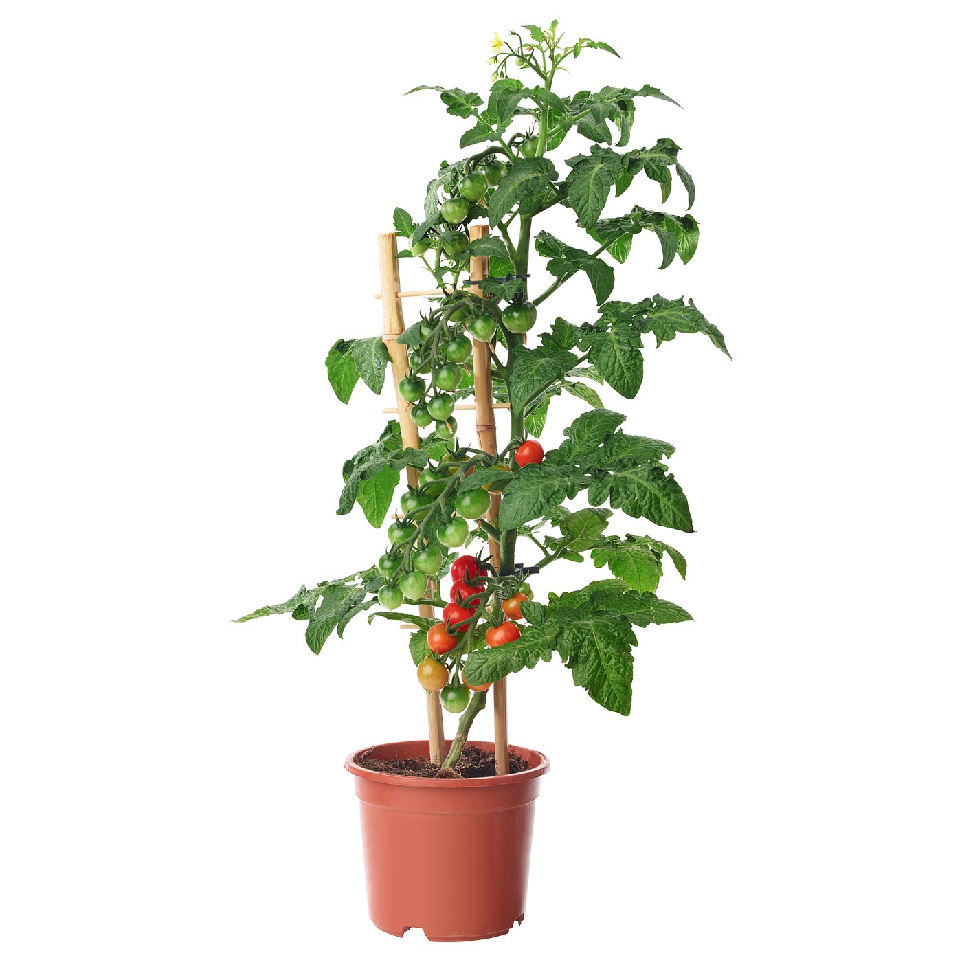 IKEA SOLANUM LYCOPERSICUM krukväxt, tomat, 15 cm