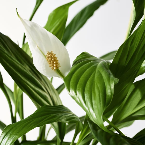 SPATHIPHYLLUM Krukväxt, Fredskalla, 12 cm