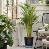 Inomhusväxter med hög palm i eleganta krukor vid fönstret.