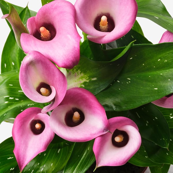 Vackra rosa kallor, sex livfulla blommor med grönfläckiga blad, arrangerade i en hälsosam, frodig inomhusväxt.