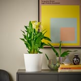 Vitkrukad ZANTEDESCHIA med gula blommor och gröna blad.