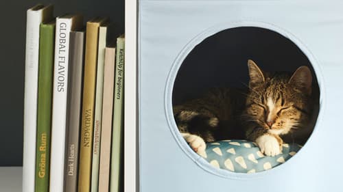 Cats