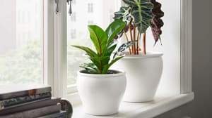 Pots & plants