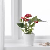ANTHURIUM Potted plant, Flamingo plant assorted colours, 12 cm