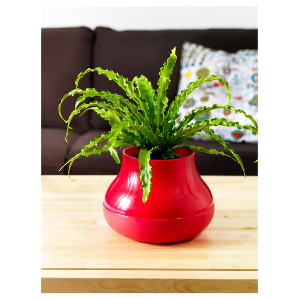 ASPLENIUM Potted plant, Bird's Nest Fern/assorted, 12 cm