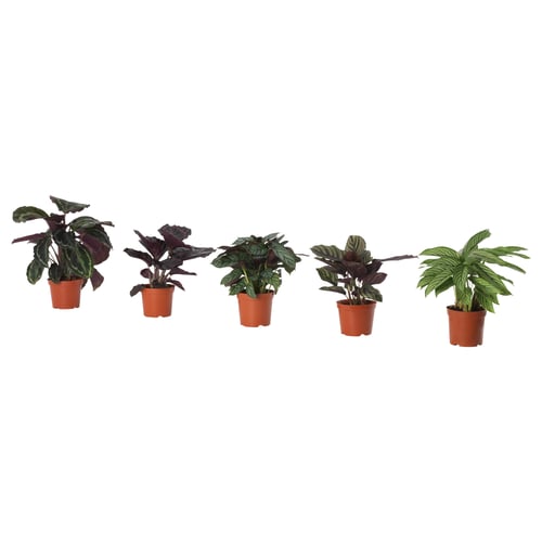 Five potted CALATHEAs, vibrant green and purple, in small orange plastic pots, arranged in a row.
