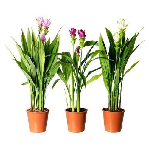 Three potted CURCUMA plants in orange plastic pots, each with vibrant green leaves and distinct flowers: light pink, deep purple, and white.