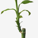 DRACAENA LUCKY BAMBOO Plant, Lucky bamboo, 45 cm
