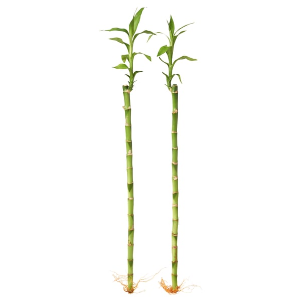 DRACAENA LUCKY BAMBOO Plant, Lucky bamboo, 45 cm