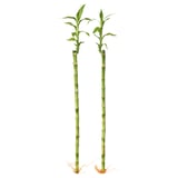 DRACAENA LUCKY BAMBOO Plant, Lucky bamboo, 45 cm