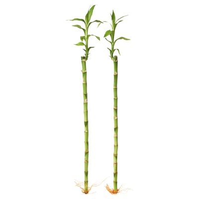 DRACAENA LUCKY BAMBOO Plant, Lucky bamboo, 45 cm