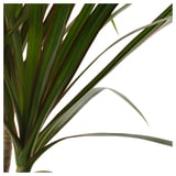 DRACAENA MARGINATA Potted plant, Dragon tree, 12 cm