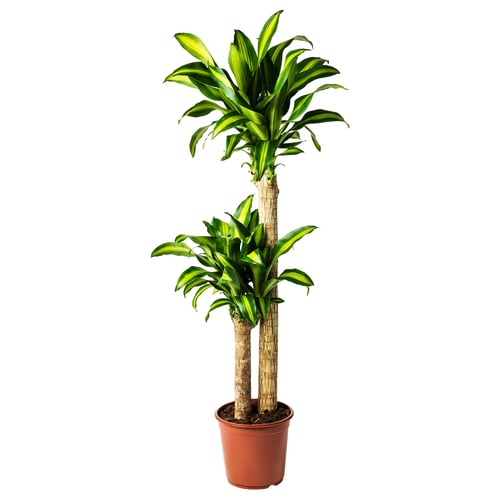 Two green DRACAENA MASSANGEANA plants in brown pots. Vibrant leaves, tall stems, healthy growth.