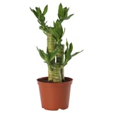 DRACAENA Potted plant, Lotus Bamboo, 10.5 cm