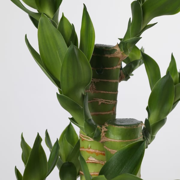 DRACAENA Potted plant, Lotus Bamboo, 10.5 cm