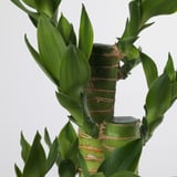 DRACAENA Potted plant, Lotus Bamboo, 10.5 cm