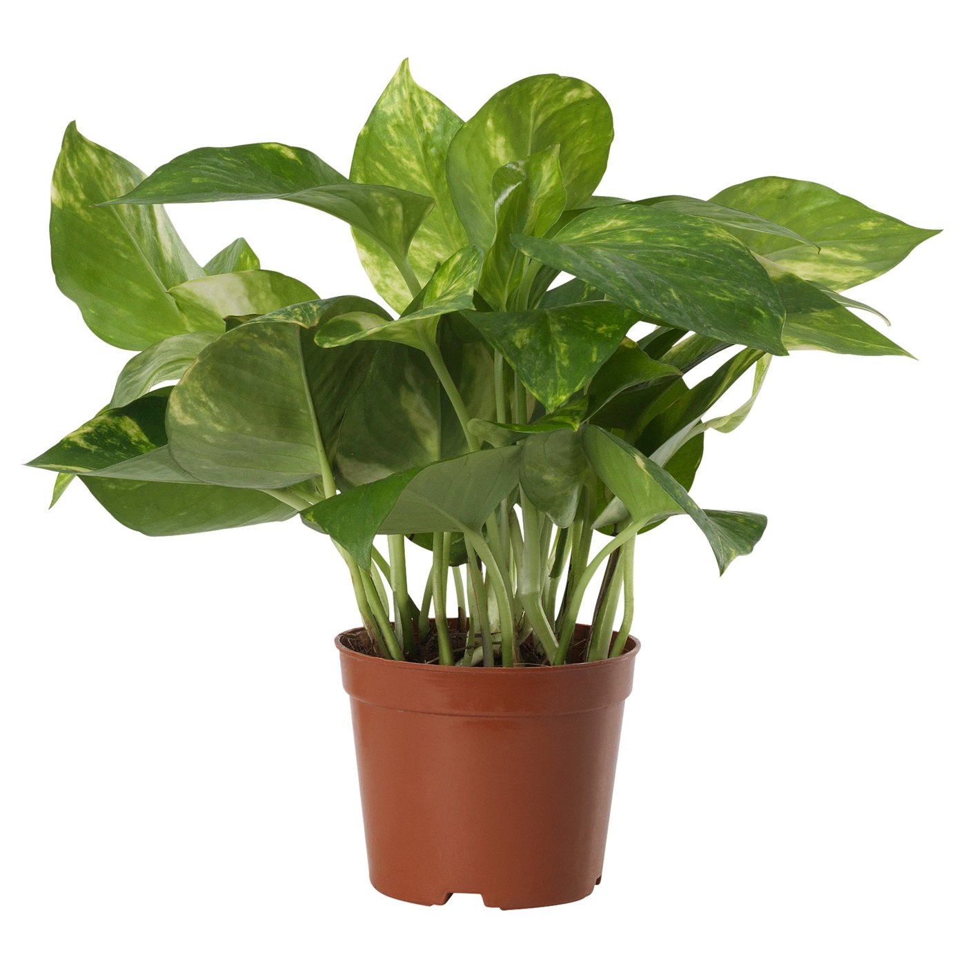 dragon tree dracaena draco Dracaena draco – Adplants