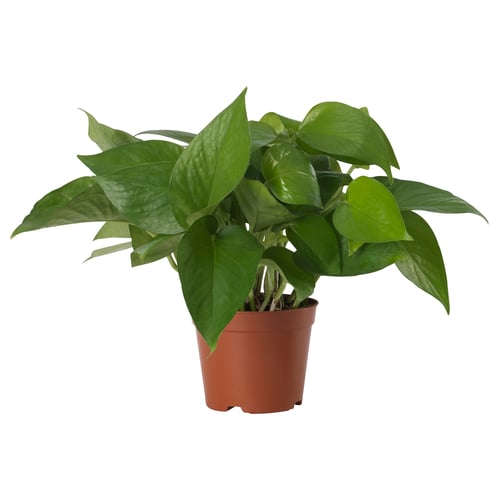 Green houseplant with heart-shaped leaves.