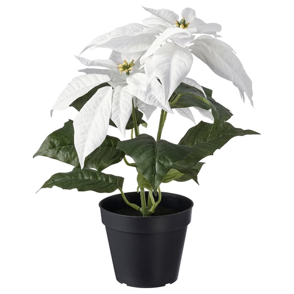 FEJKA Artificial potted plant in/outdoor Poinsettia/white IKEA