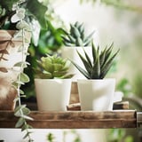 FEJKA Artificial potted plant with pot, in/outdoor Succulent, 6 cm 3 pieces
