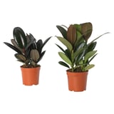 FICUS ELASTICA Potted plant, Rubber plant assorted, 10.5 cm